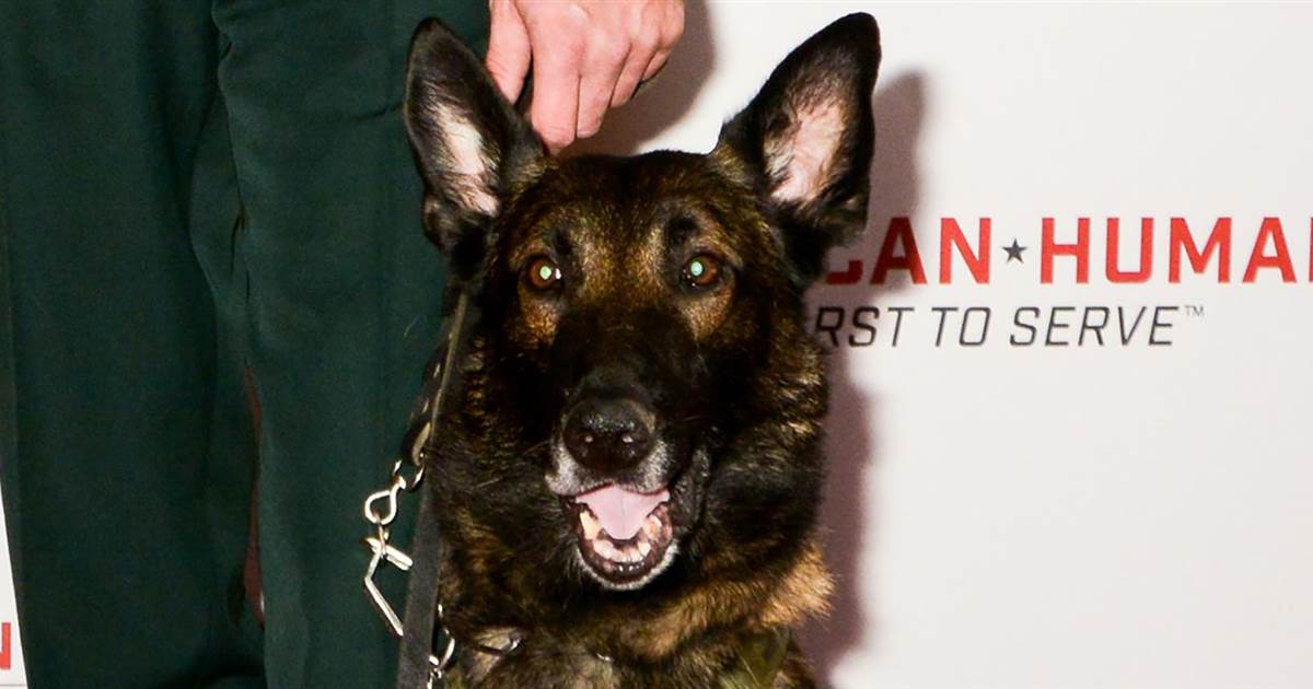 U.S. Wooded space Carrier police dog survives second stabbing attack