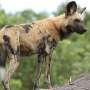 African wild dogs gain vestigial first digit and muscular adaptations for existence on the flee
