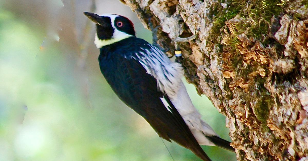 Blood, loss of life, and search gouging: welcome to the arena of acorn woodpeckers