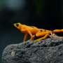 ‘Superfungus’ threatens final Panamanian golden frogs