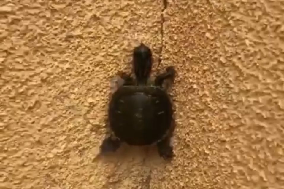 Turtle climbing up a wall love Jackie Chan