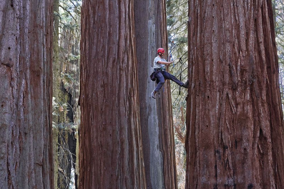 How This Ecologist Begins His Day With Three Hundred Burpees up the Facet of a Redwood