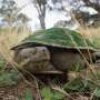 Turtle scavenging significant to freshwater ecosystem health