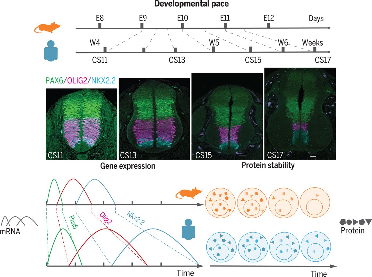 Species-particular tempo of constructing is expounded to differences in protein stability