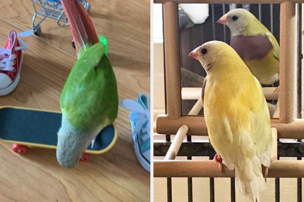21 Pet Merchandise From Amazon That Your Feathery Friend Will Indulge in
