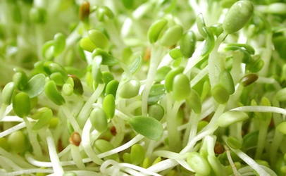 Human salmonella diseases associated with expanded sprout take