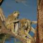 Male baboons with feminine friends are dwelling longer