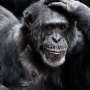 Your cells ogle younger for his or her age, when compared to a chimp’s