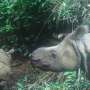 Two endangered Javan rhino calves seen in Indonesian park