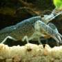 Two Missouri crayfish species will be listed as ‘threatened’ below Endangered Species Act