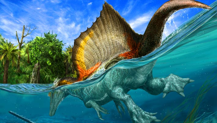 Spinosaurus aegyptiacus Had Aquatic Standard of living, Fossil Discovery Confirms