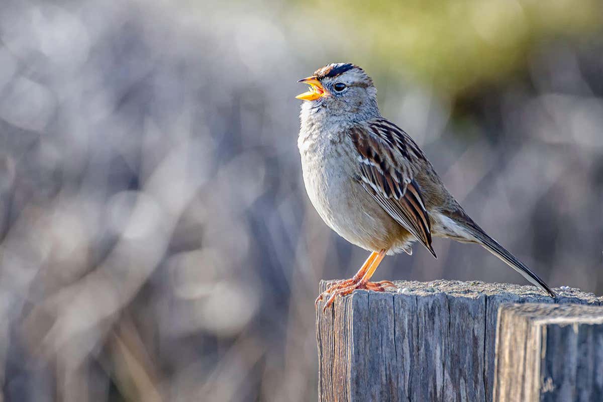Coronavirus lockdown changed how birds tell in San Francisco