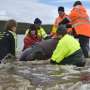 Remaining whale saved from grim Australia mass stranding