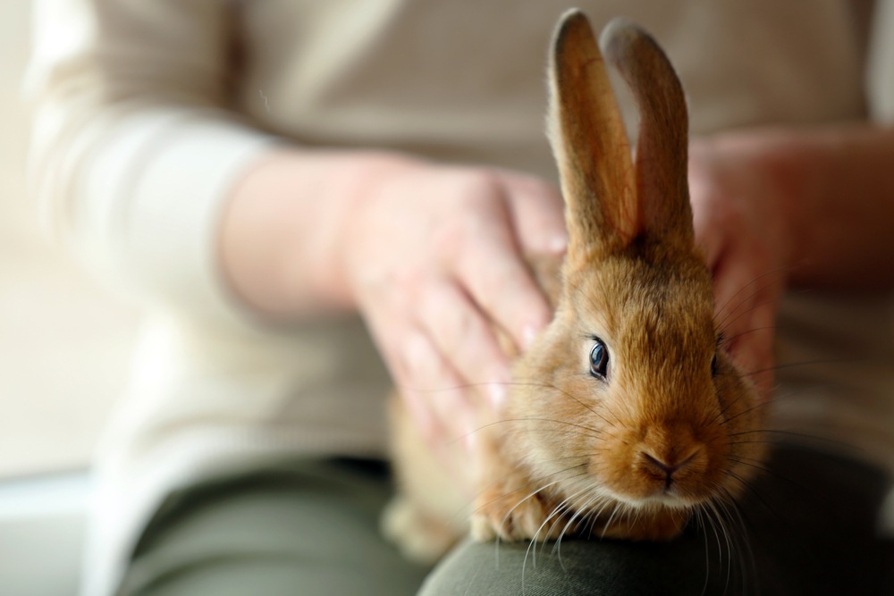 How Rabbits Grew to alter into Our Pets