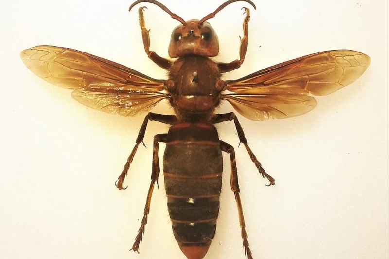 Washington declare ag officers see for huge hornets earlier than ‘slaughter section’