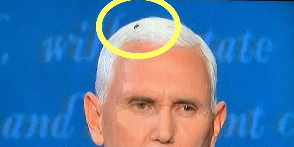 A Fly Landed in Mike Pence’s Hair For the interval of the VP Debate and Twitter Misplaced Its Solutions