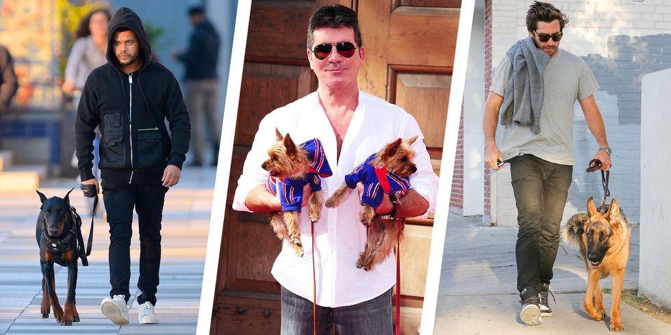 The Dogs Breeds Celebrities Comprise and Relish