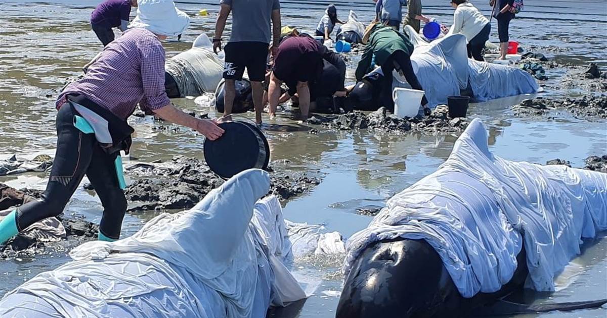 Extra than dozen whales die after getting stranded on Novel Zealand seaside