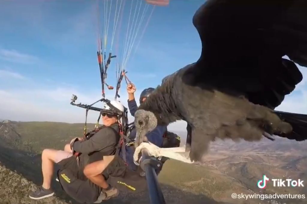 Shadowy vulture lands on selfie-stick throughout paragliding time out