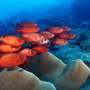 Palau’s coral reefs: A jewel of the ocean