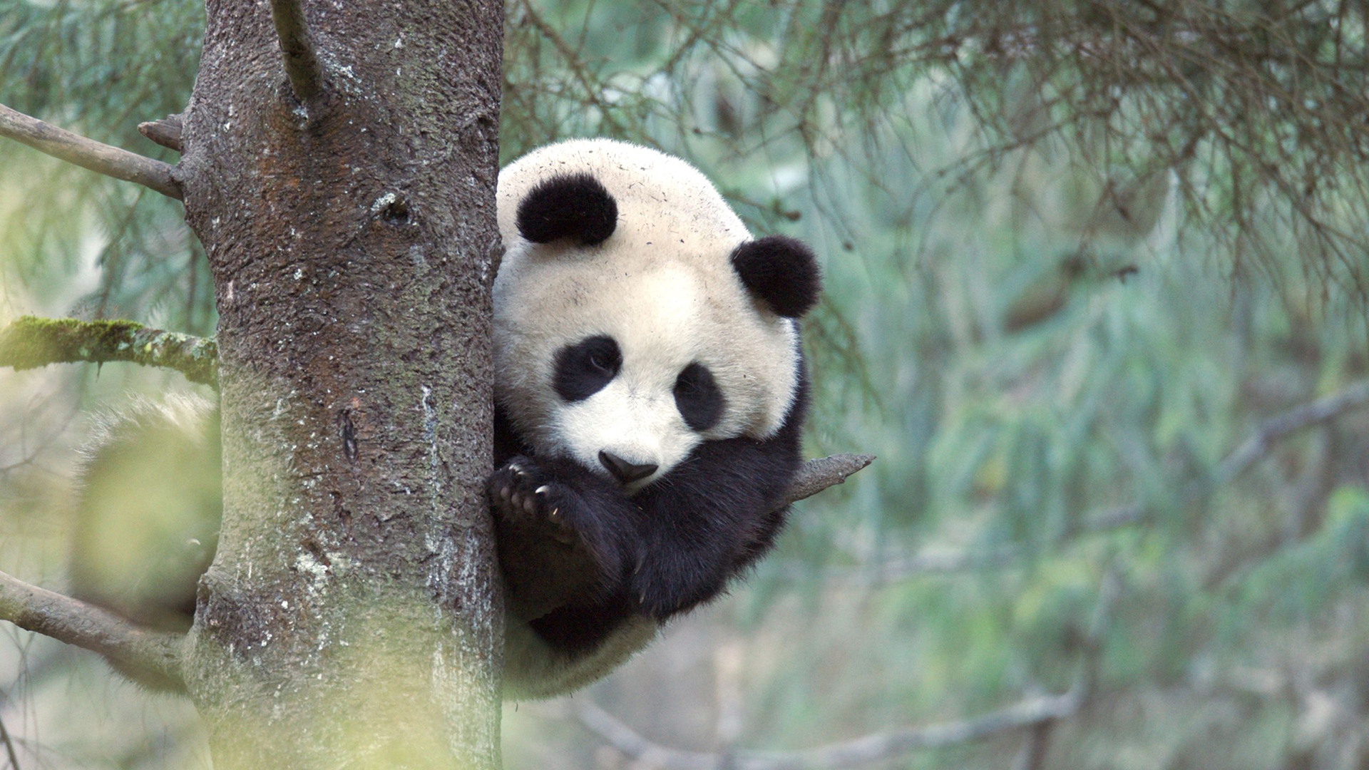 1st-ever footage of enormous pandas mating in the wild isn’t ‘adorable and cuddly’