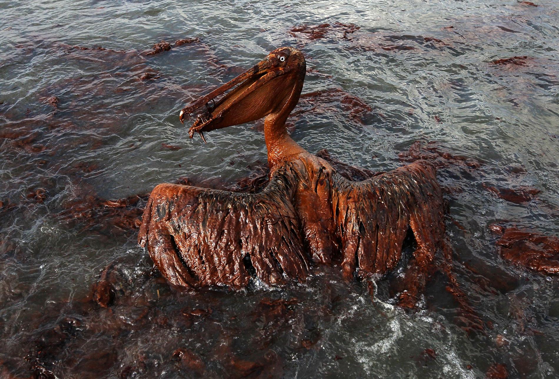 Ten years later, BP oil spill continues to hurt wildlife—especially dolphins