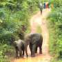 West Africa walkabout: The extra adventures of the elephant brothers