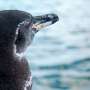 Galapagos sees file rise in penguins, flightless cormorants