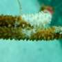 Elkhorn coral actively battling off diseases on reef, see finds
