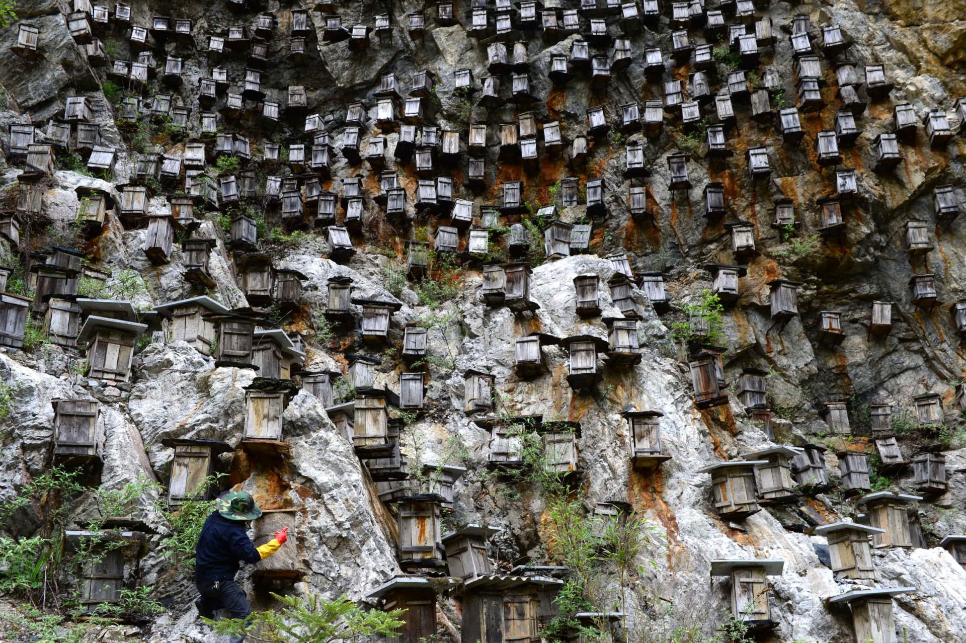 Beehives on a Cliff Wall Are Protected against Predators and Pesticides