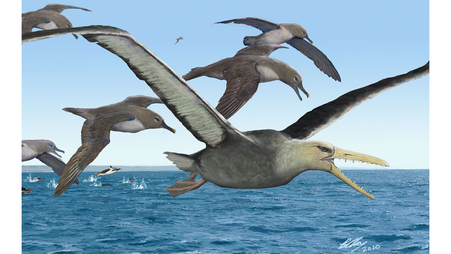 Scientists Salvage Jawbone of That you perhaps can imagine Largest Bird Ever in Antarctica