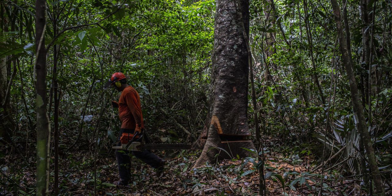 Brazil Predominant to Harvest the Amazon Responsibly. Illicit Loggers Axed the Thought.