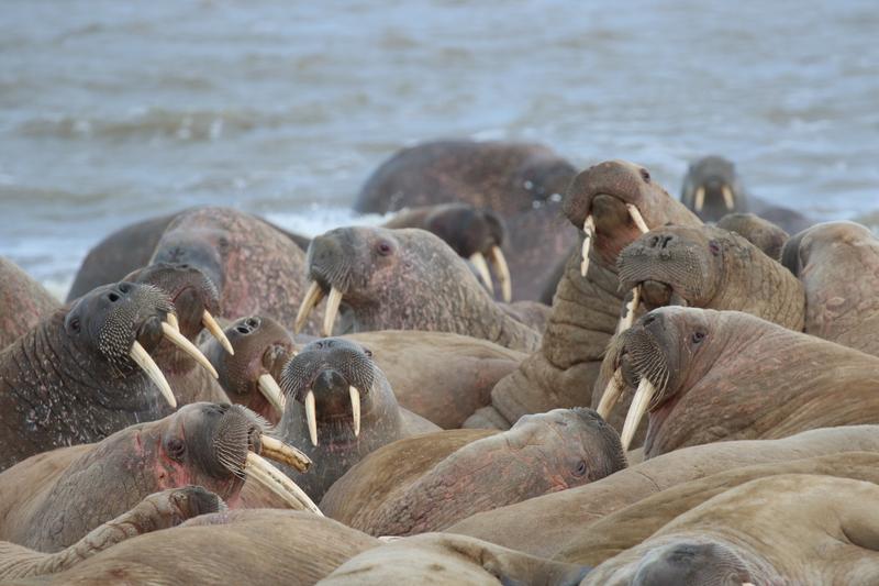 Russian scientists gape expansive walrus haulout in Arctic circle