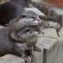 Puzzled otters be taught from every assorted