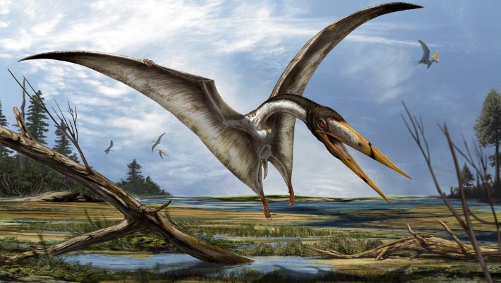 Novel Pterosaur Species Chanced on Hiding in Straight forward Peek in Museum
