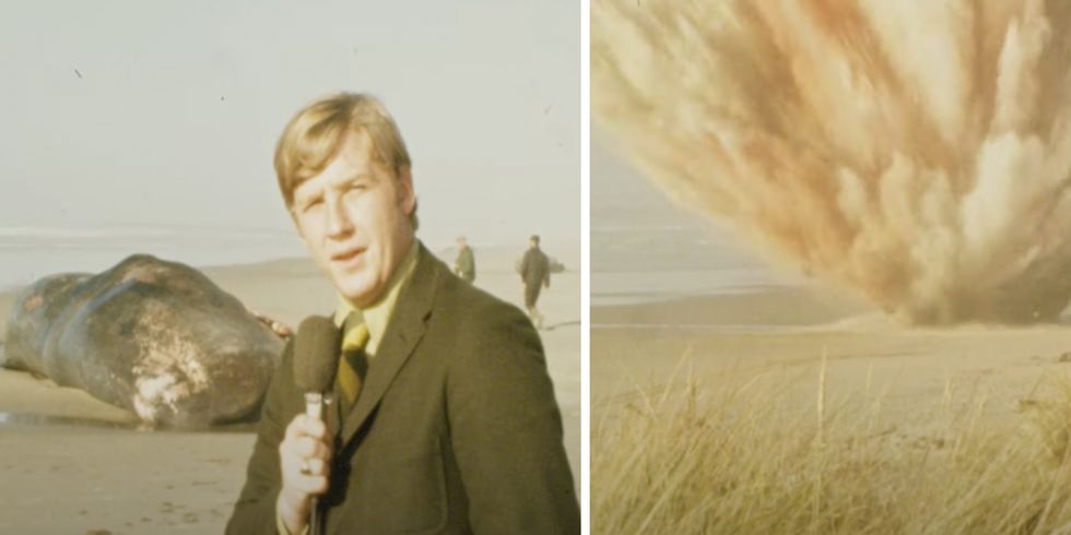 50 Years Previously, Oregon Blew Up a Stupid Whale. With Dynamite. On Live TV.