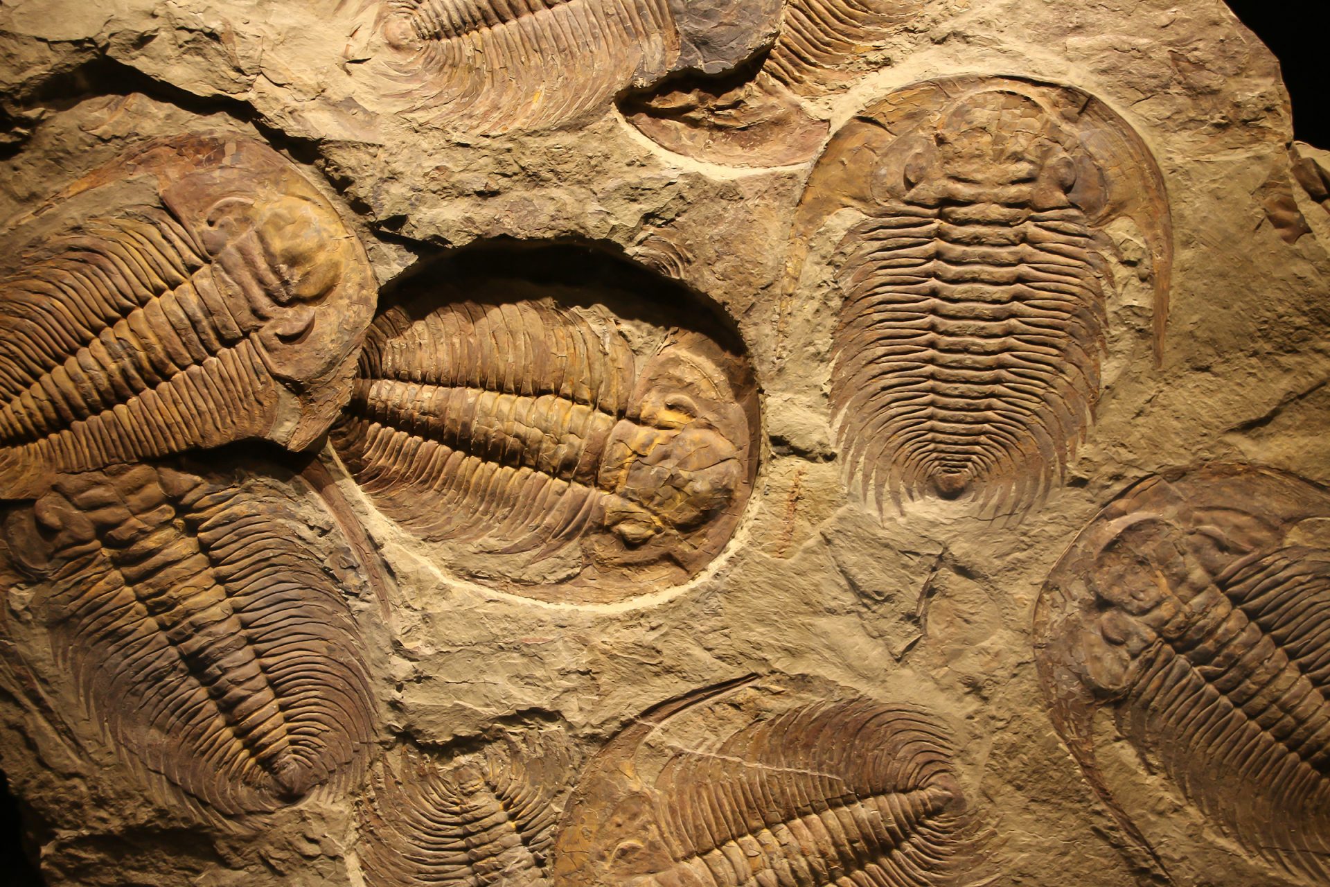 What did trilobites trudge extinct?