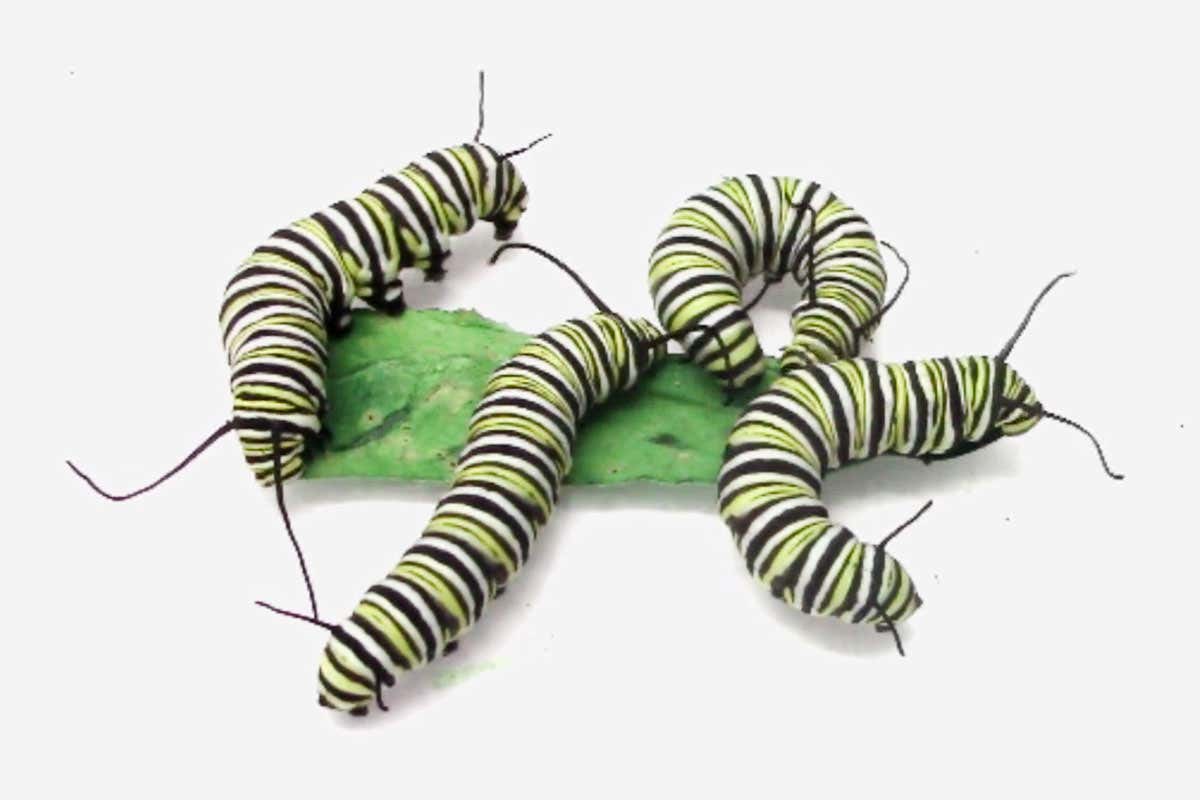 Very hangry caterpillars can aid show genetic foundation of aggression