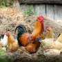 Dutch cull 190,000 chickens after bird flu outbreaks