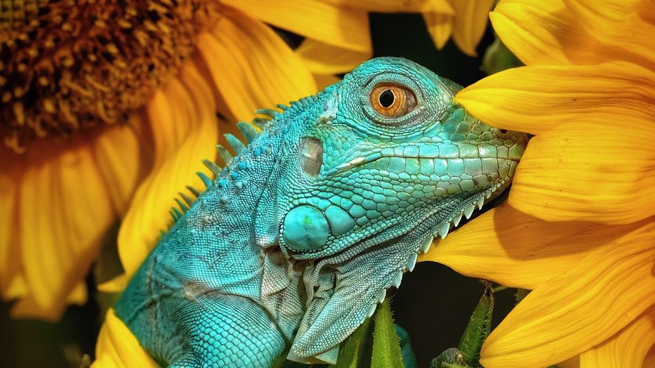 15 of essentially the most attention-grabbing animal photography from 2020