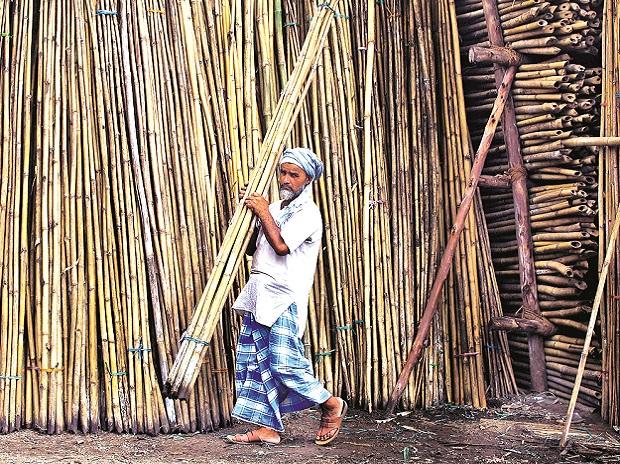 Govt conception to space up bio-gas plant life will boost bamboo production: IBF