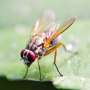 For female flies, mating requires the relevant musical backdrop
