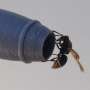 Keyhole wasps may maybe well furthermore threaten aviation security