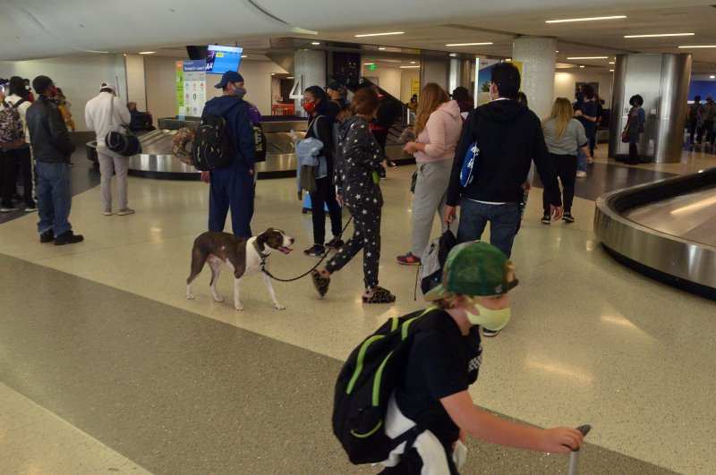 Detached airline suggestions account for easiest dogs as service animals