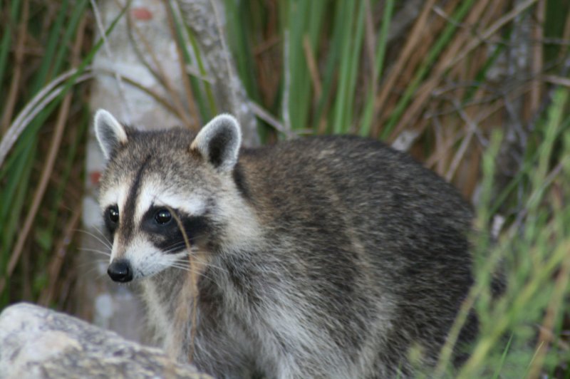 Reported burglary in California was a dozen struggling with raccoons
