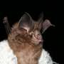 Seek for presentations that Japanese bats urgently require conservation action