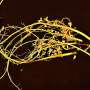 ‘Piquant biology’ unearths central event of evolution of rhizobial endosymbiosis