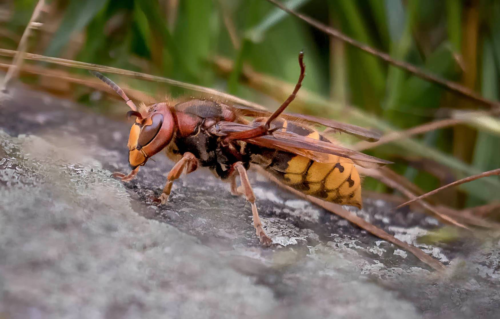 Bees are using poop to defend themselves in opposition to ‘raze hornets’