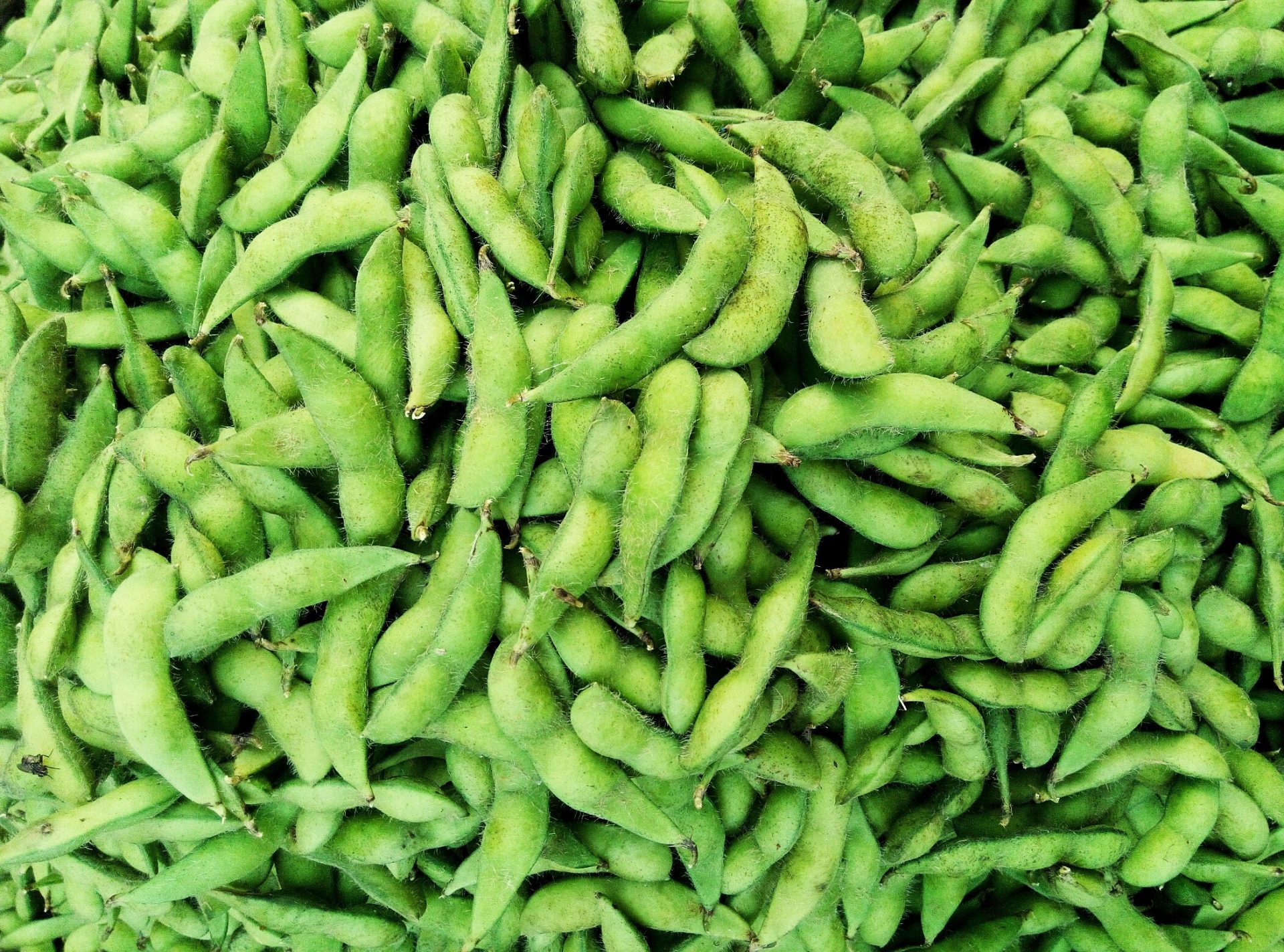 Trader Joe’s Edamame Recalled in 4 States for That that you just would be capable to perhaps presumably also mediate of Listeria Contamination