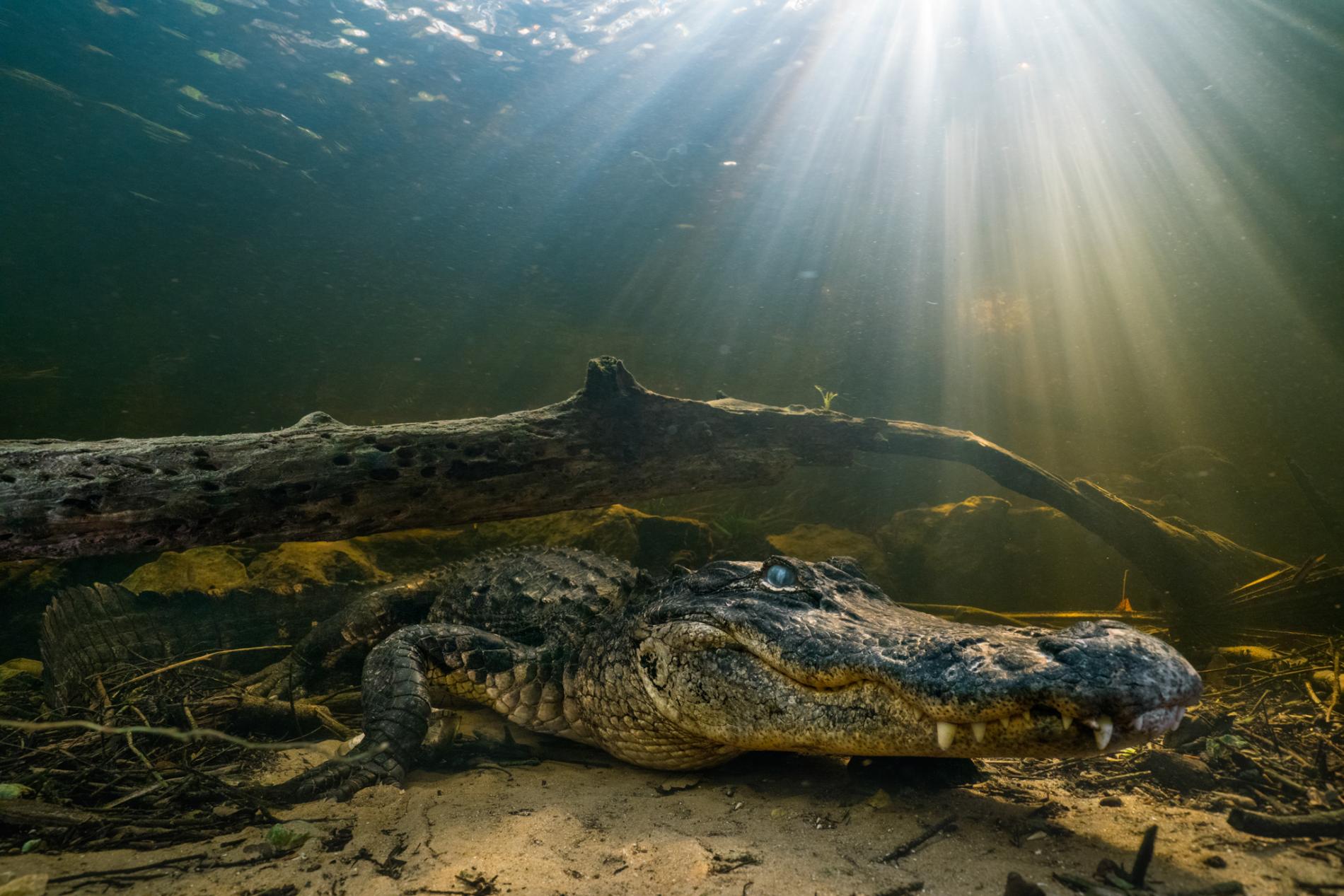 Alligators can regrow severed tails, excellent-searching scientists